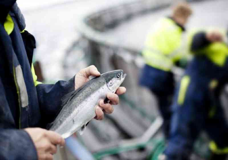 Foto: Fiskeri- og havbruksnæringens landsforening (FHL).